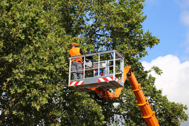 Best Tree Cabling and Bracing  in USA