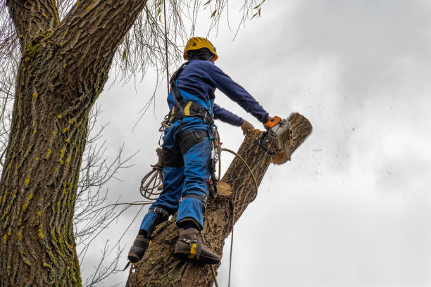 Best Tree Mulching Services  in USA